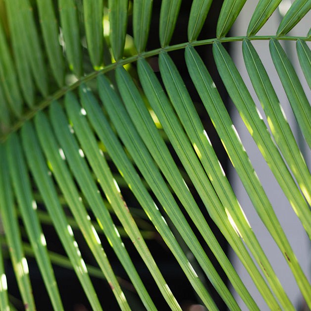 Palm foliage